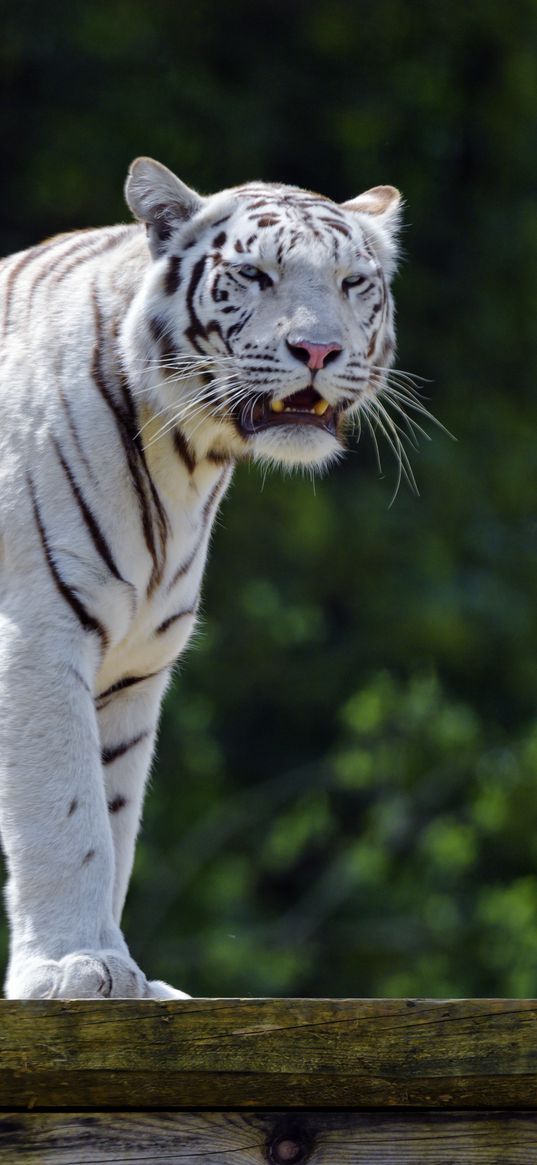 bengal tiger, tiger, big cat, predator, mouth, fangs