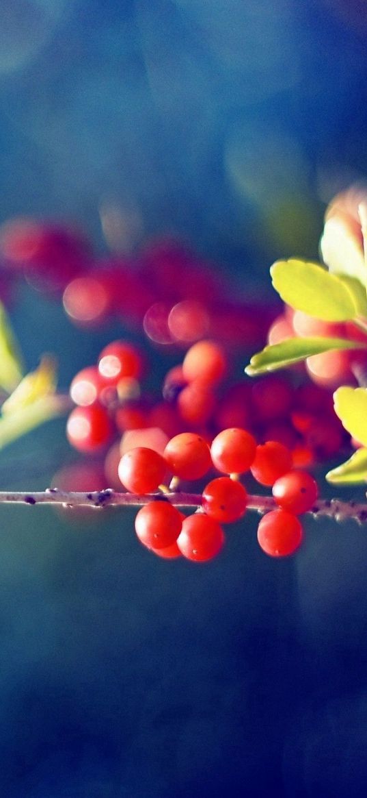 berry, branch, glare, leaves