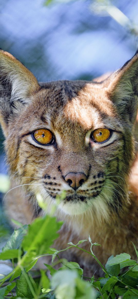 lynx, big cat, glance, animal, muzzle, plant