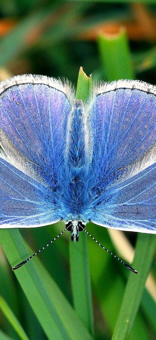 butterfly, small, wings, blue, grass, leaves