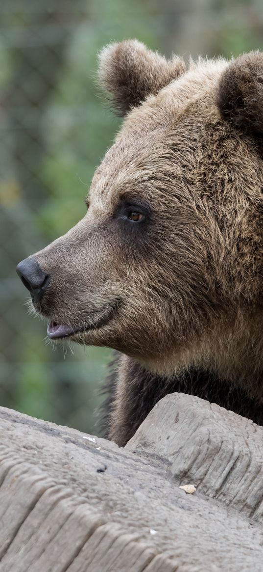 brown bear, bear, predator, profile, muzzle