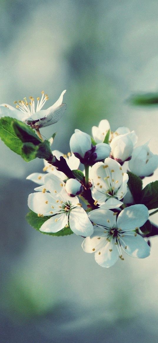 flowers, flowering, branch, spring, tree