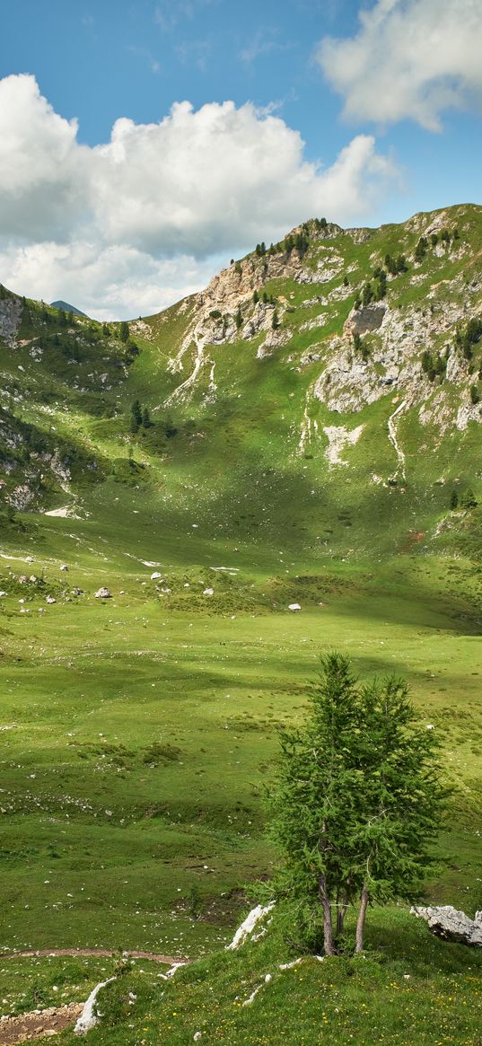 mountains, peaks, rocks, spruce, grass