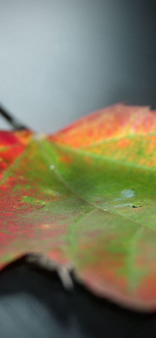 leaf, spot, fall