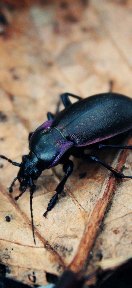 beetle, insect, grass, leaves, dry, crawling, mud