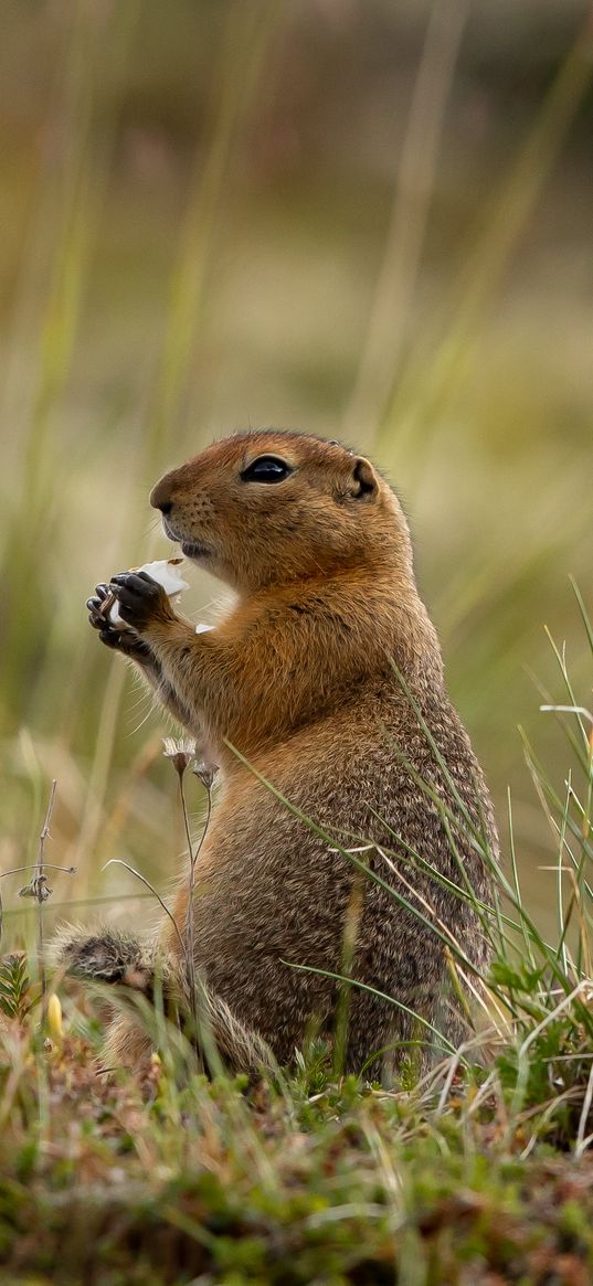 arctic gopher, gopher, rodent, funny, grass