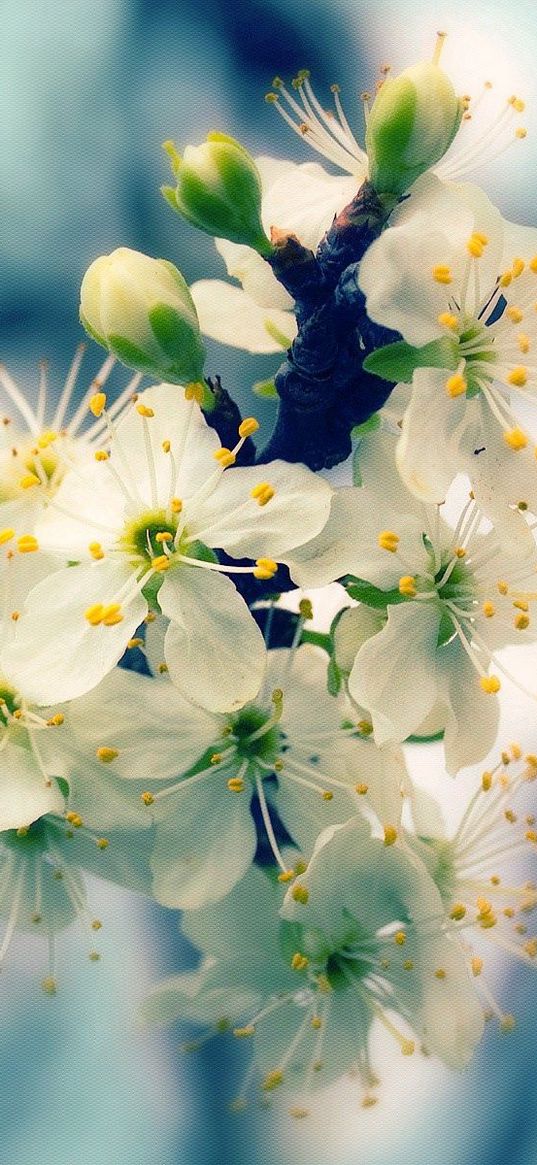 flowers, blooming, spring, glare, wood