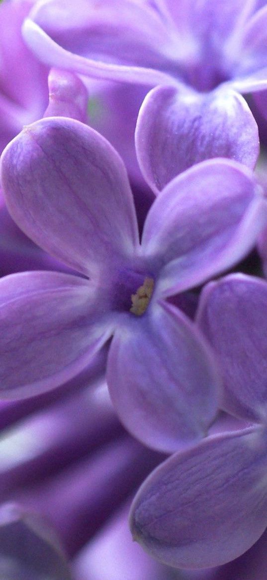 lilac, bud, flowers, leaves