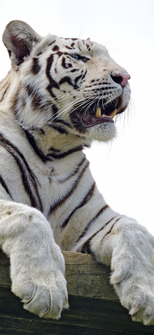 bengal tiger, tiger, paws, predator