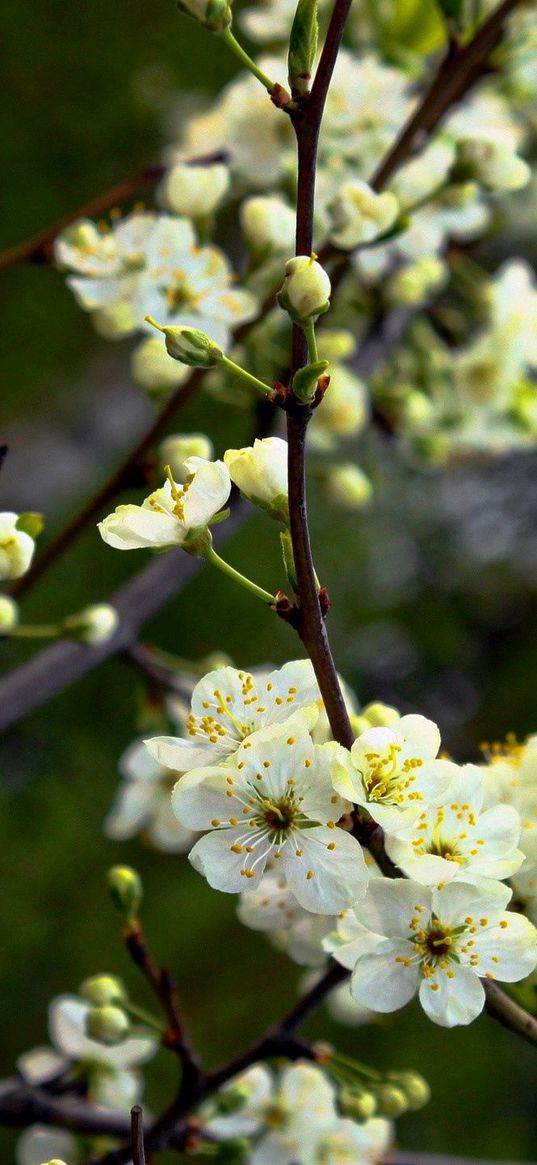 flowers, flowering, trees, spring, shade, moist