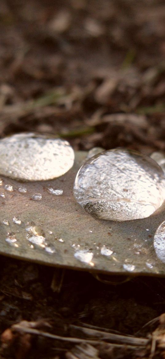 leaves, dry, drops, grass, autumn, wet