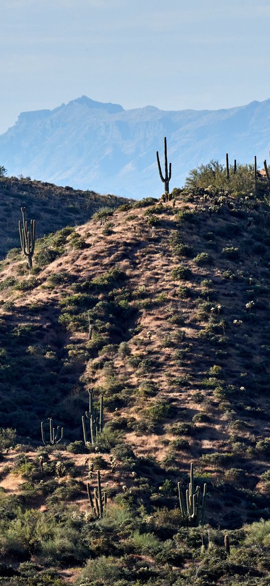 mountains, hill, cacti, grass