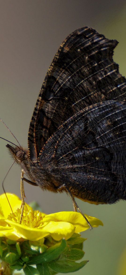 butterfly, wings, side, flower