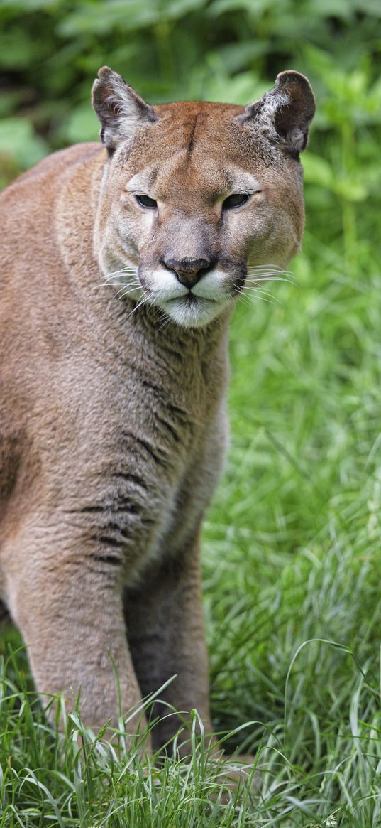 puma, predator, big cat, muzzle, grass, glance