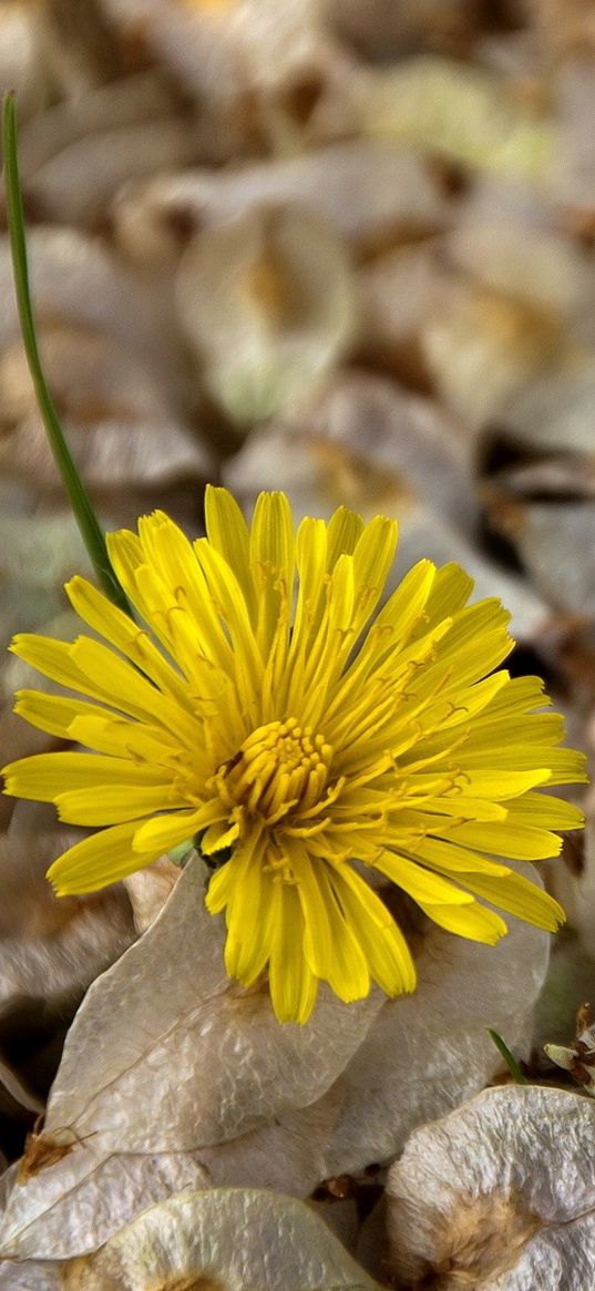 flower, dandelion, grass, dry