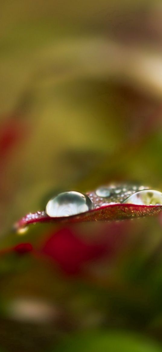 leaves, drop, edge, shape, stripes