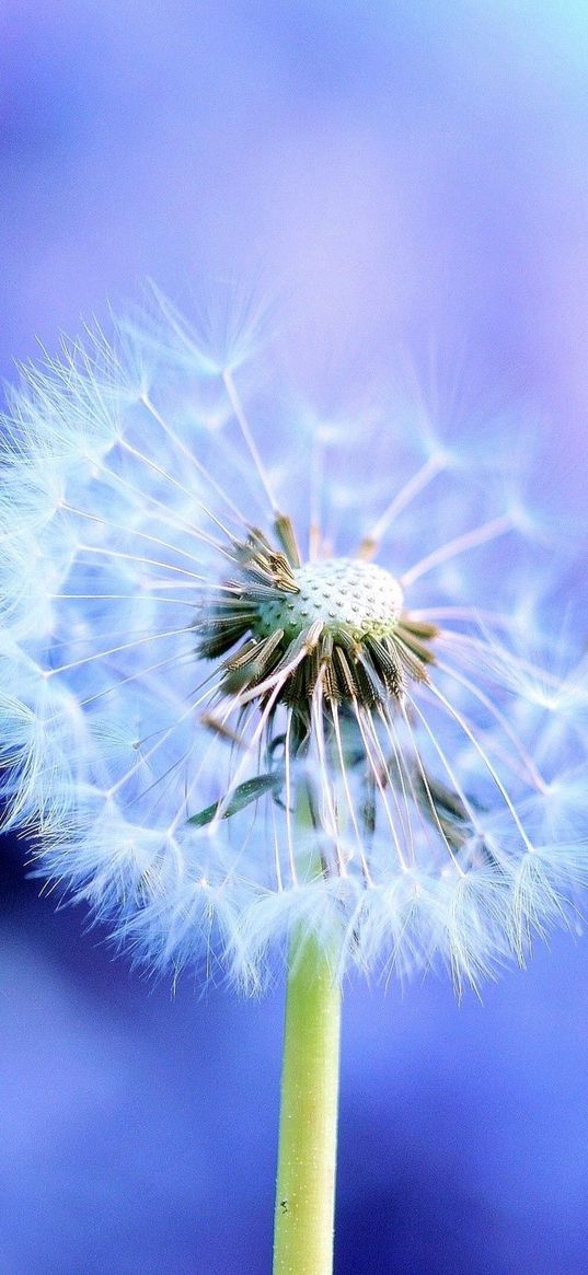 dandelion, light, flying, fog