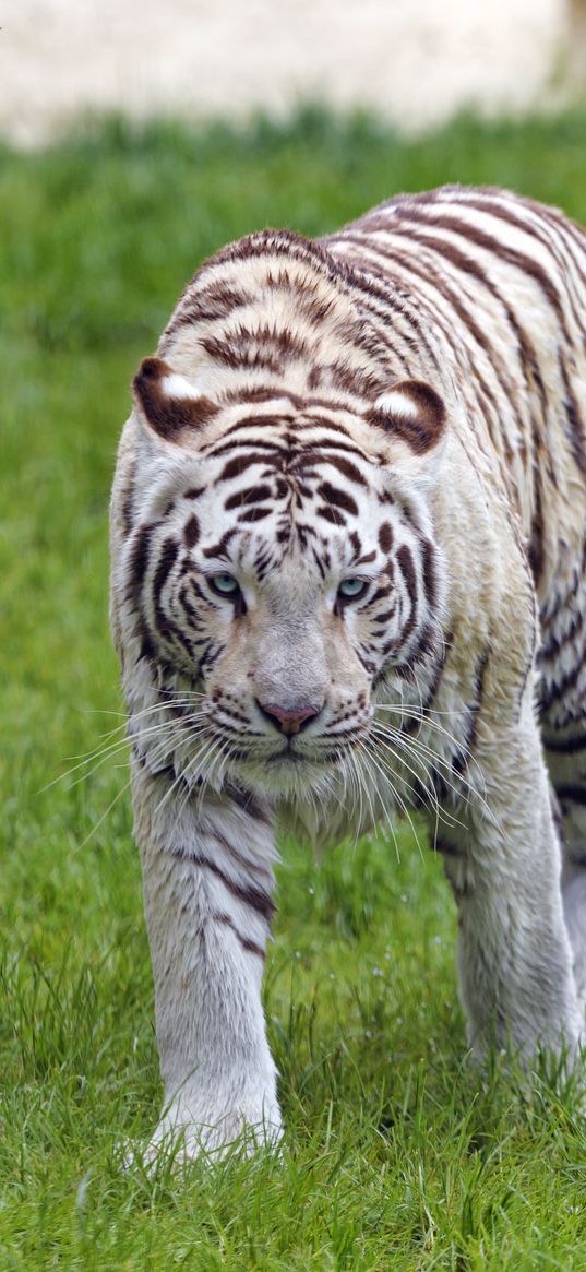 bengal tiger, tiger, glance, muzzle