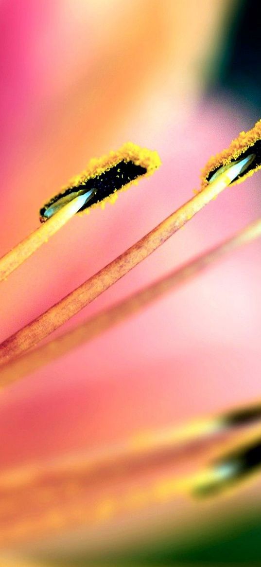 flower, stamen, pollen, petals