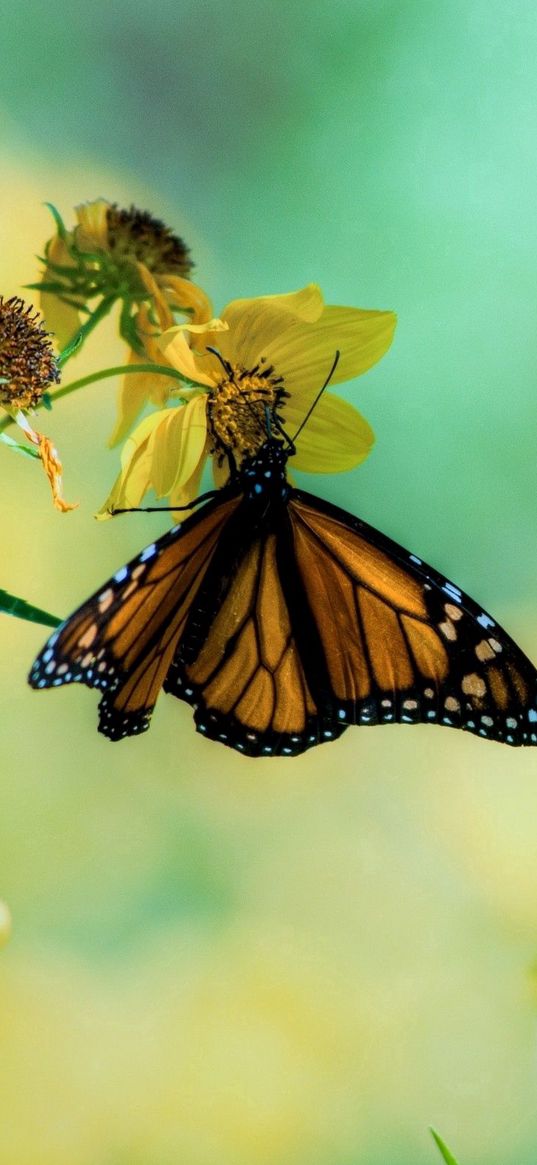 butterfly, flowers, grass, branches