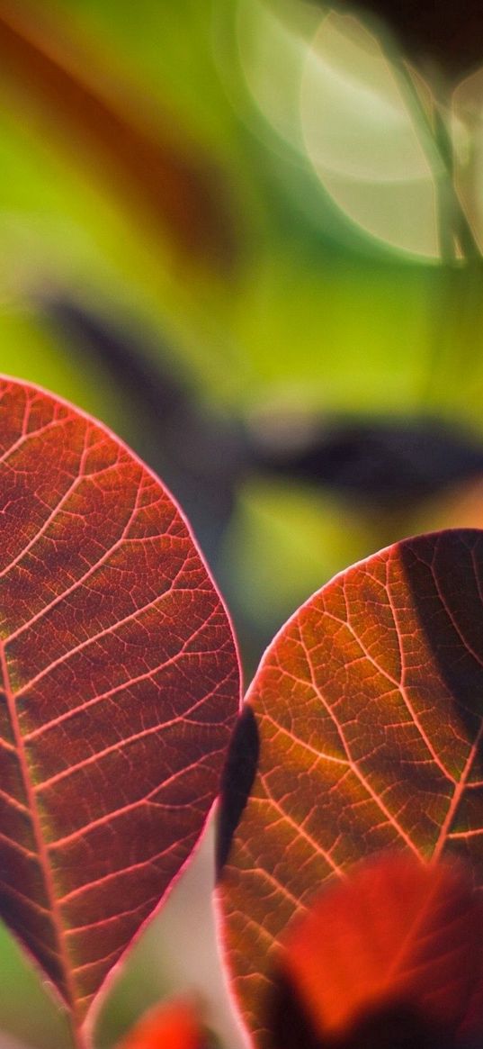 leaves, twigs, steam, glare