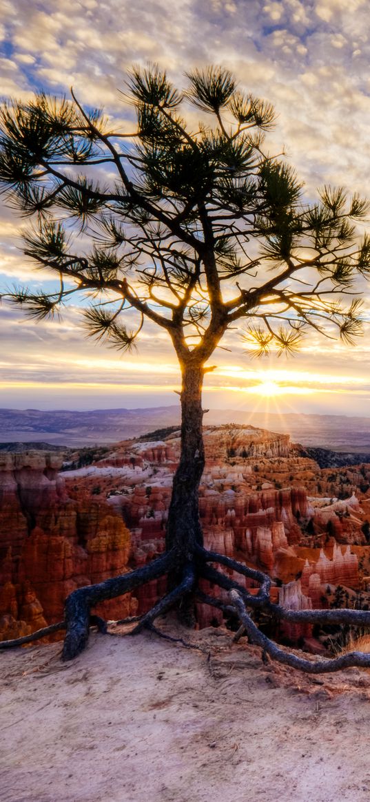 canyon, tree, rays, rocks, roots