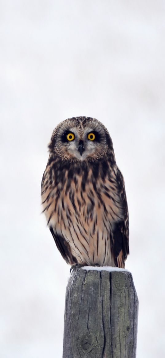 owl, bird, predator, sight, stump