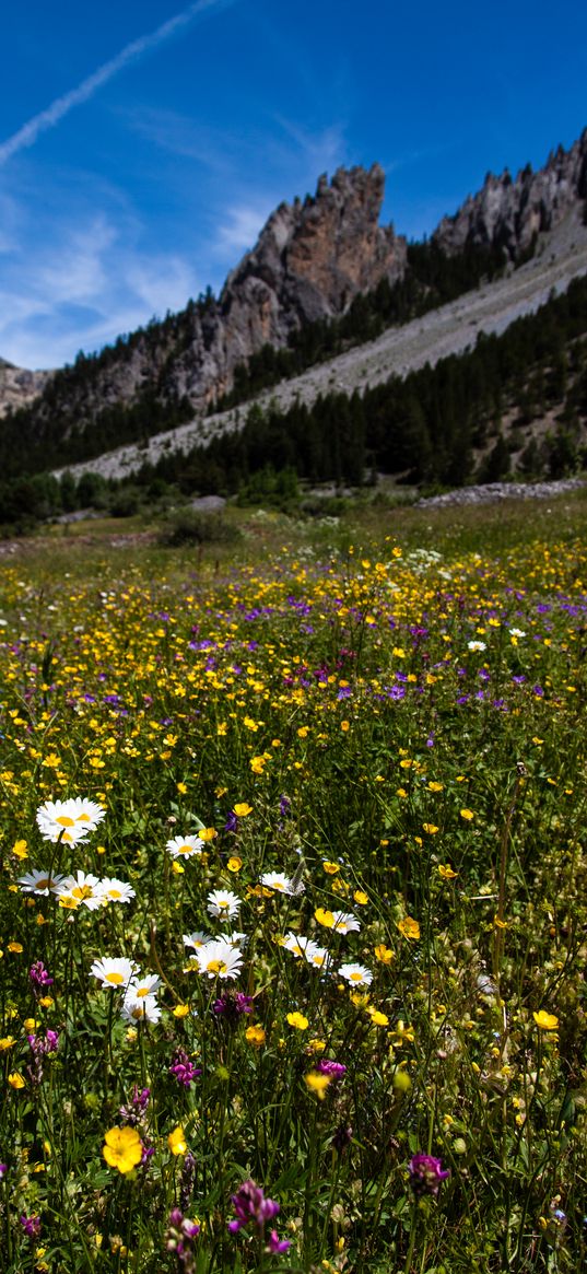 flowers, rocks, wildflowers, field, slope