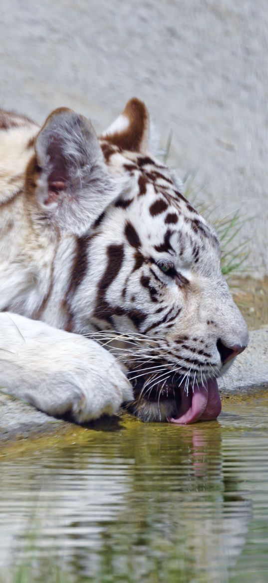 bengal tiger, tiger, profile, protruding tongue