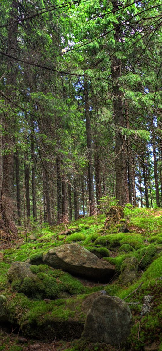 forest, trees, stones, moss, pine