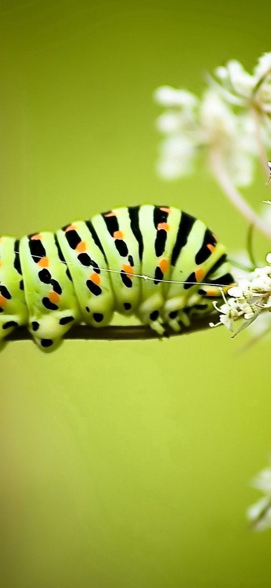 caterpillar, grass, flowers, white, striped