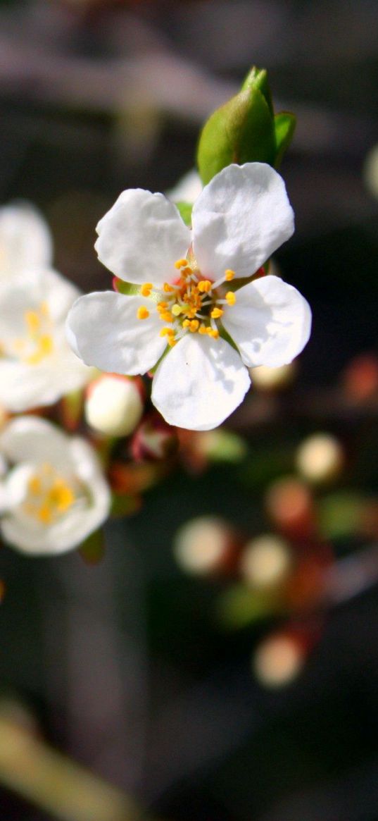 flowers, flowering, branch, spring