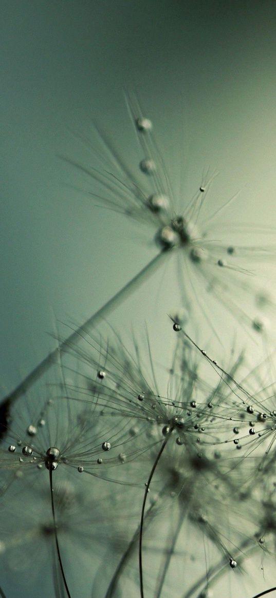 dandelion, seeds, drops, shadow