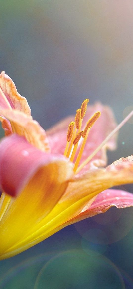 flower, lily, petals, curved