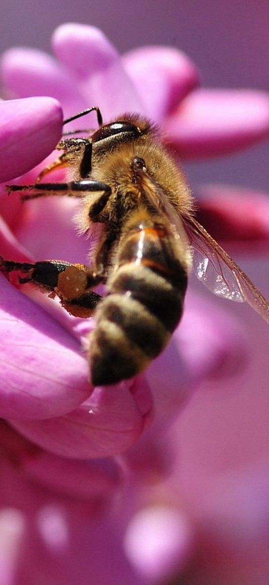 bee, flower, pink, pollination