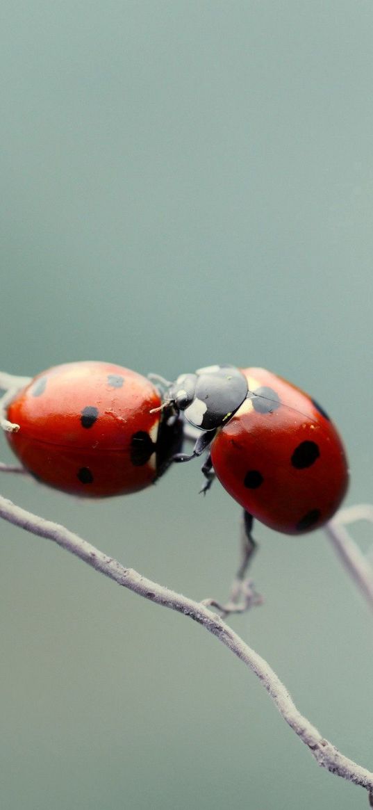 ladybird, couple, kissing, plant, branch