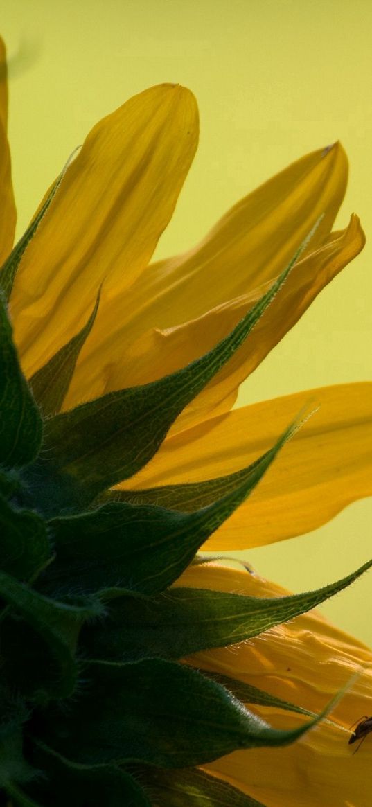 sunflower, petals, leaves, background