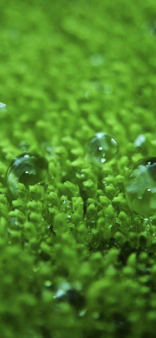 grass, surface, droplets, bubbles, green, lawn