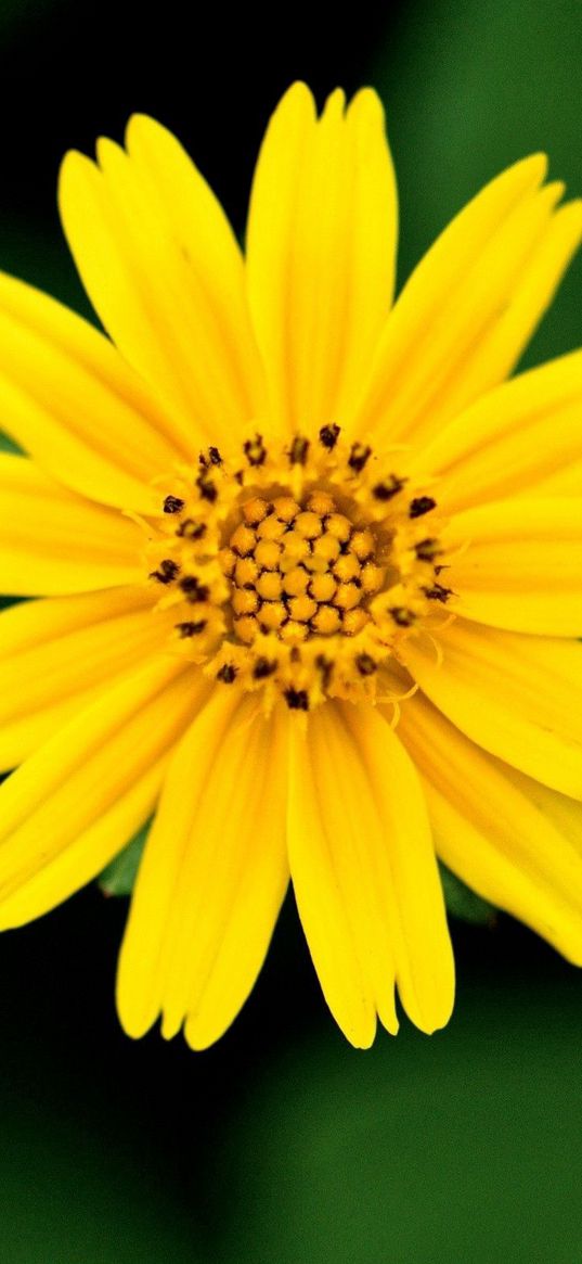 flower, blurred, petals, white, yellow