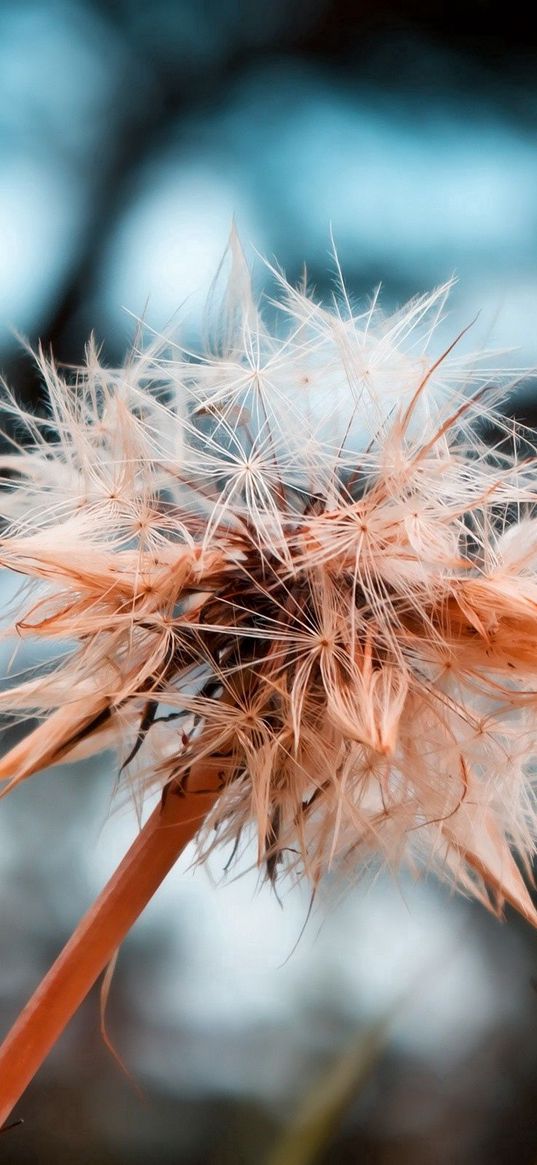 dandelion, seeds, crushed, wet, grass