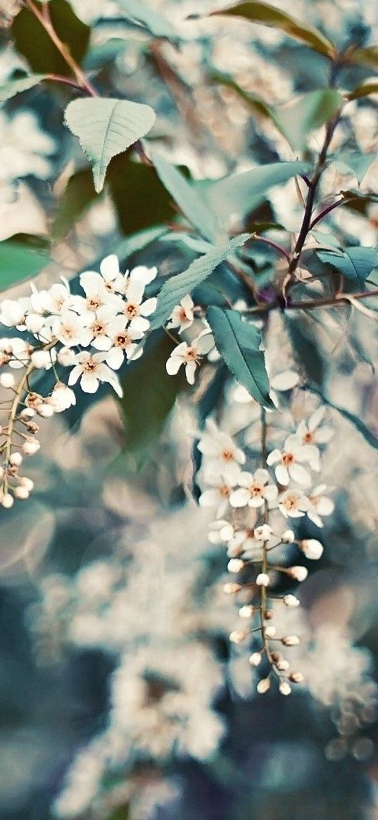 cherry, flowers, leaves, reflections, tree