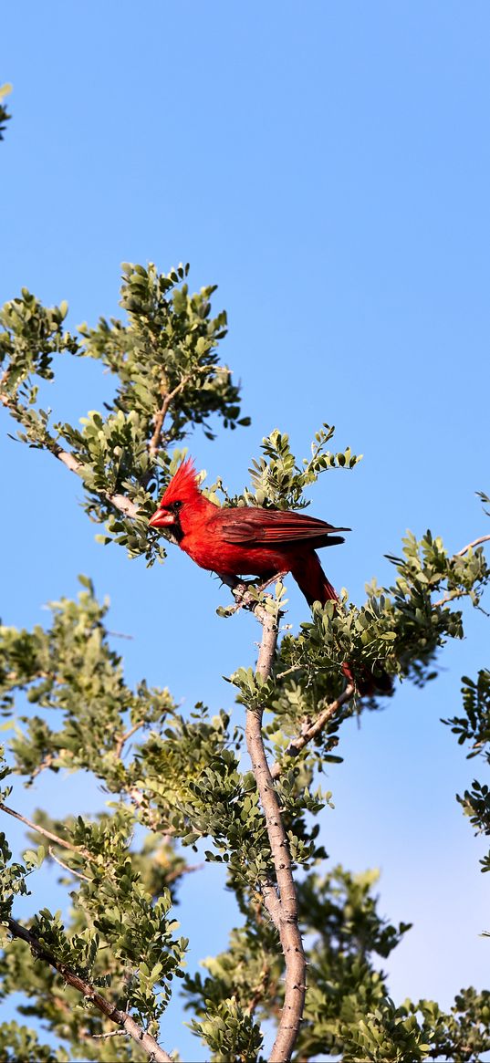 red cardinal, bird, tree, branches