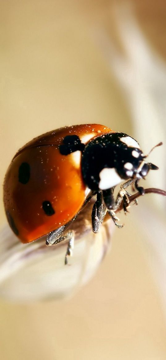 ladybug, insect, close-up, crawl