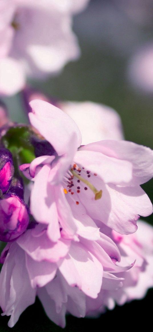 flowers, petals, pink, lilac, branch