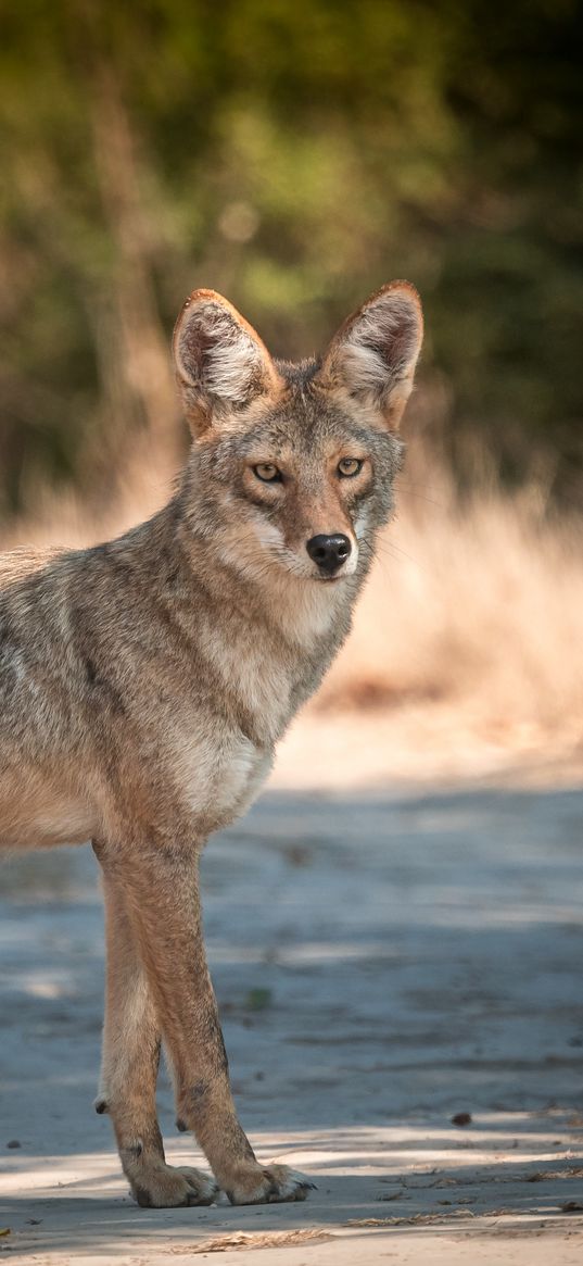 coyote, muzzle, predator, animal, glance