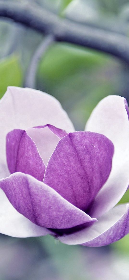 flower, petals, glare, twig, grass