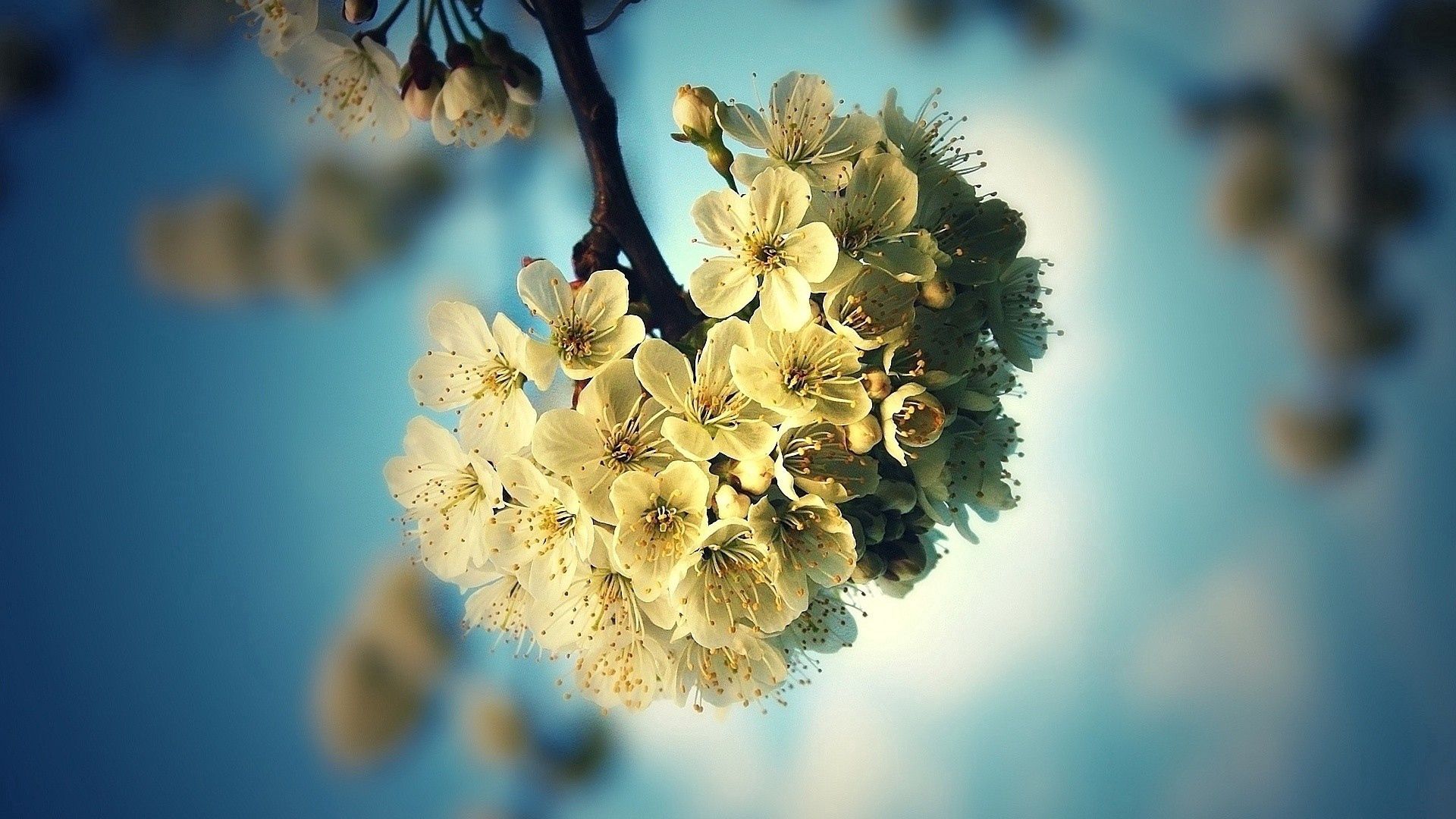 flowers, twig, bud, light