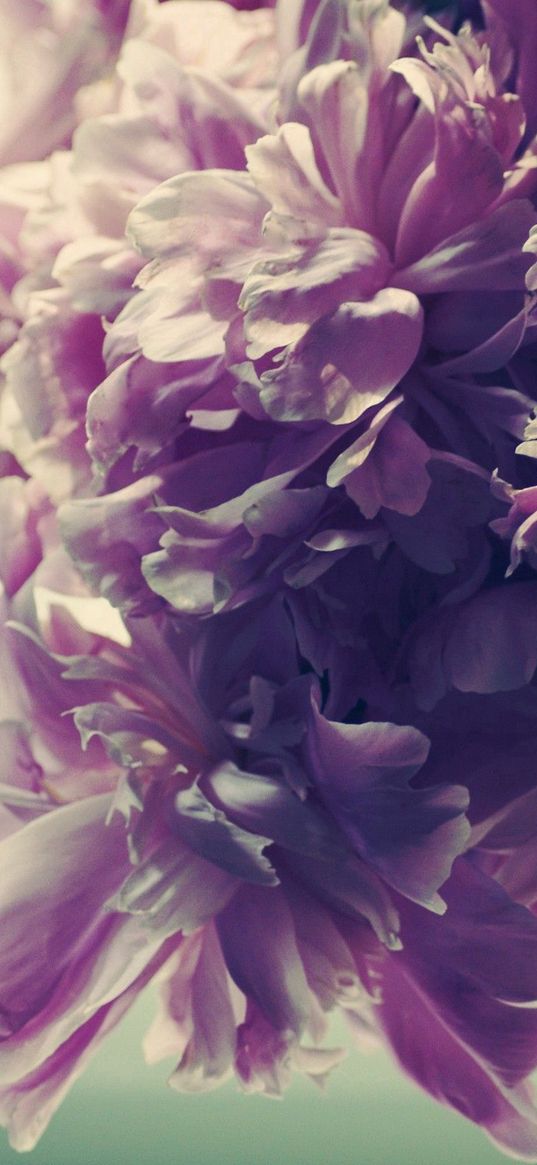 bouquet, flowers, bright, soft, pink, shadow