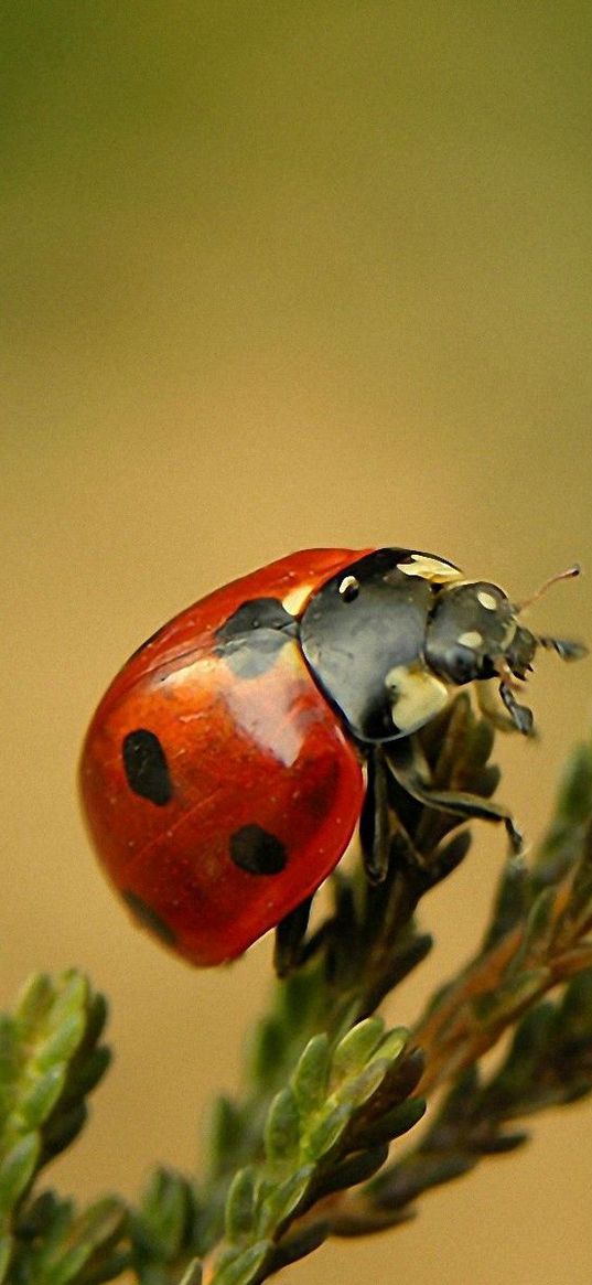 ladybird, branch, crawl, close-up