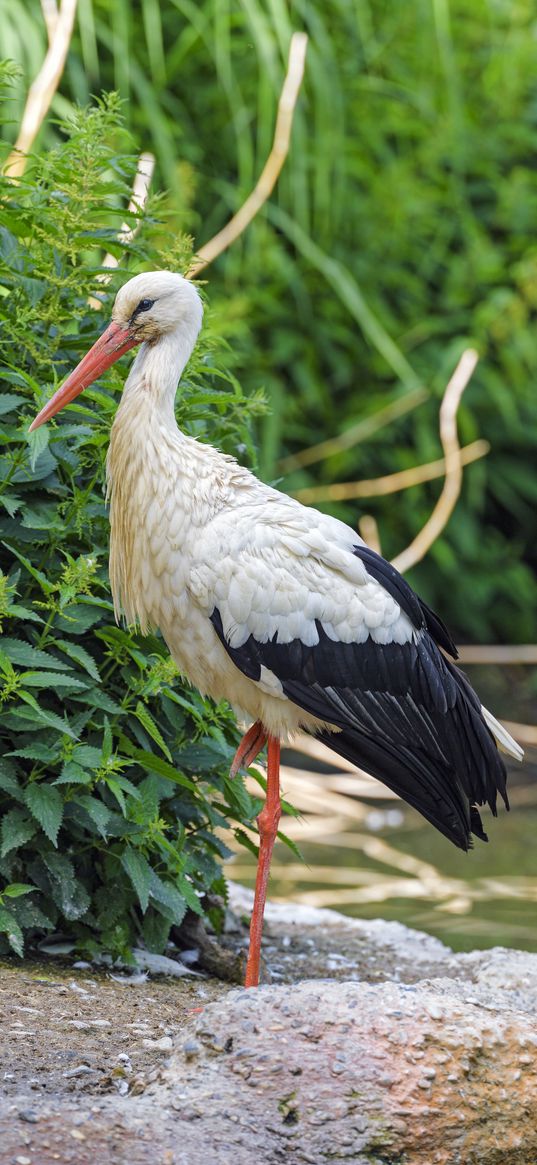 stork, bird, beak, bushes, stones